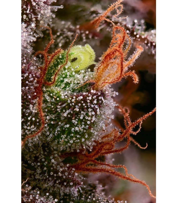 Terp & Tonic - Image 5