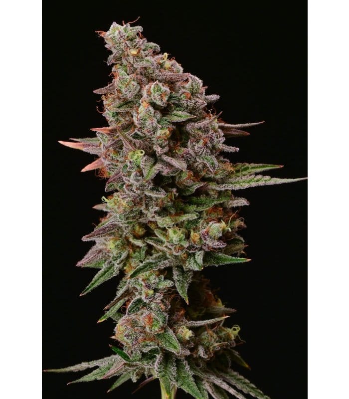 Terp & Tonic - Image 6