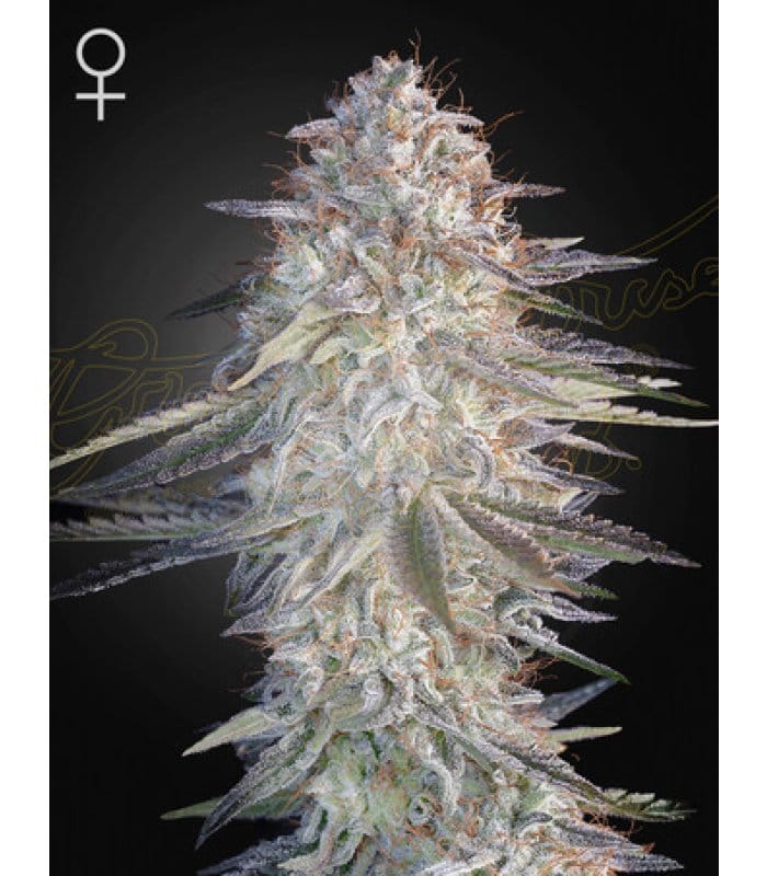 Super Lemon Haze x Pink Candy - Image 1