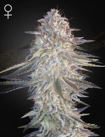 GHSC_SLHXPC_WEBSITE-PIC.png Super Lemon Haze x Pink Candy - Image 1