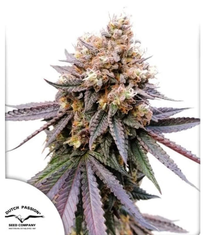GMO Fast - Image 1