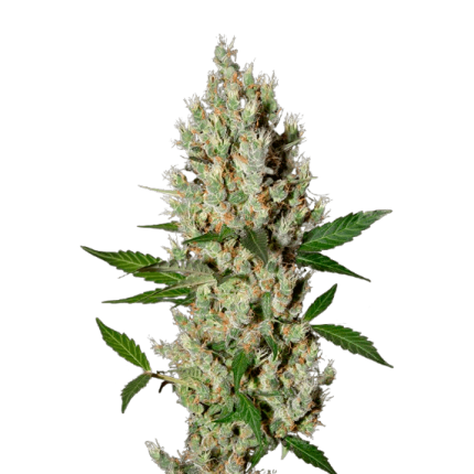 Moby dick strain web removebg preview