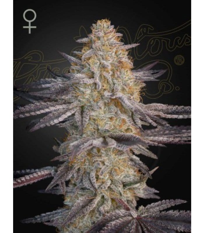 Super Lemon Haze x RS11 - Image 1