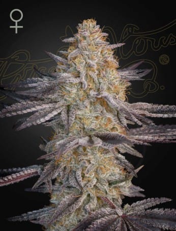 SLH-x-RS11.jpg Super Lemon Haze x RS11 - Image 1