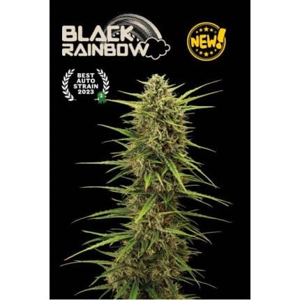 Black Rainbow Auto
