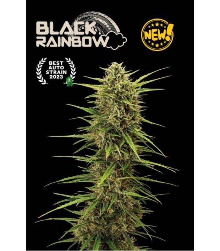 Black Rainbow Auto - Image 1