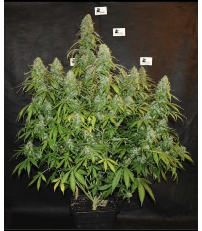 Black Rainbow - Image 3