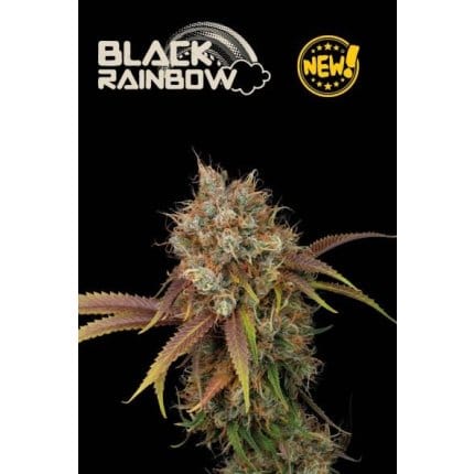 Black Rainbow