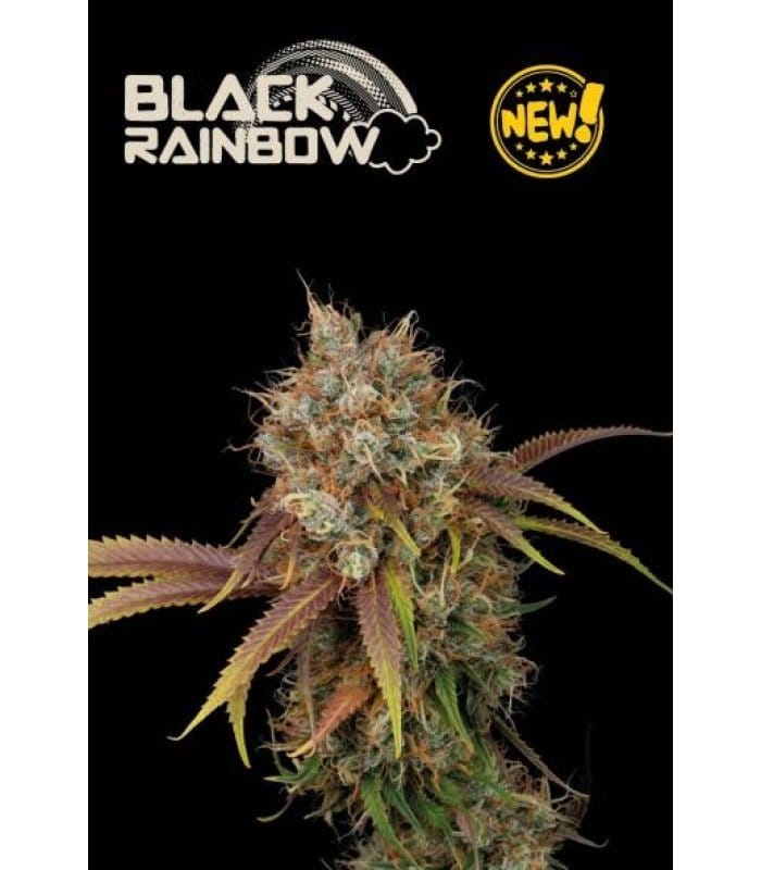 Black Rainbow - Image 1
