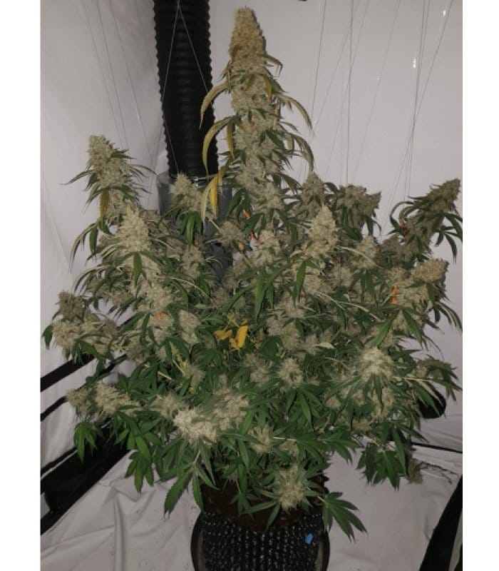 Candy Dawg Auto - Image 3