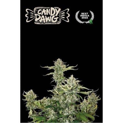 Candy Dawg Auto
