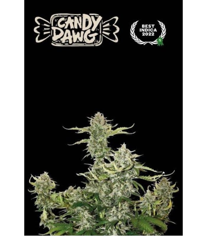 Candy Dawg Auto - Image 1