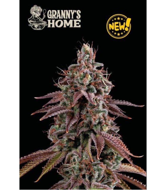 Granny's Home - Image 1