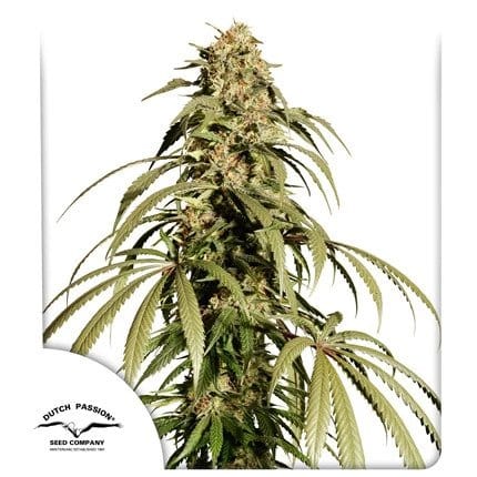 Ice cream haze.webp