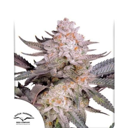 Orange bud 2.0