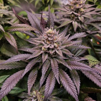 Orange bud2.0