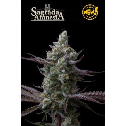 Sagrada Amnesia