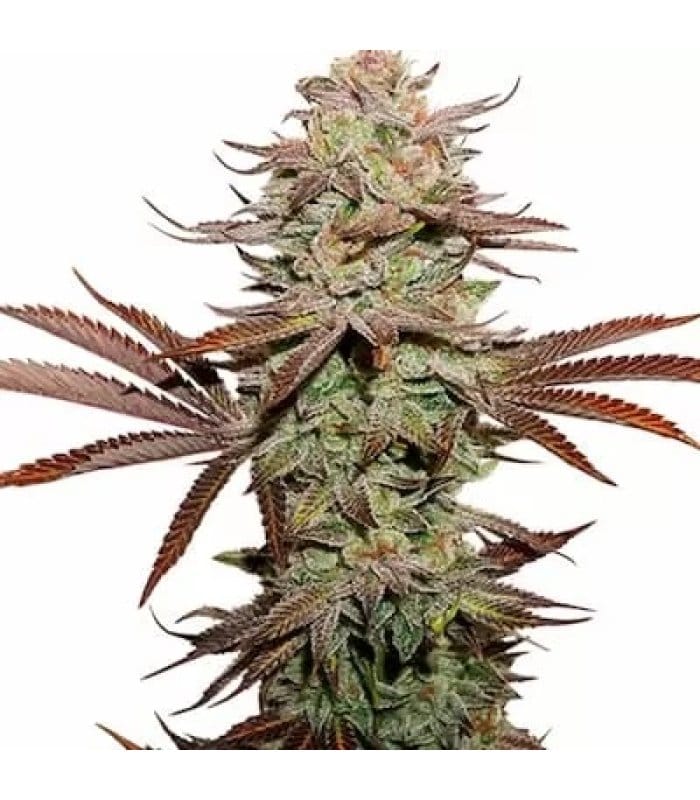 Sticky Fingers Auto - Image 4