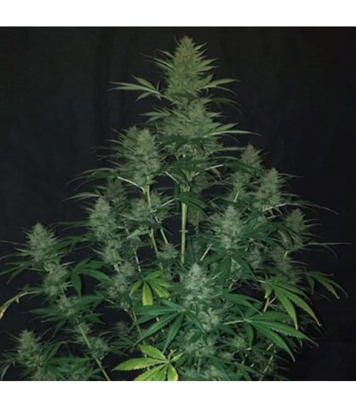 Sticky Fingers Auto - Image 2
