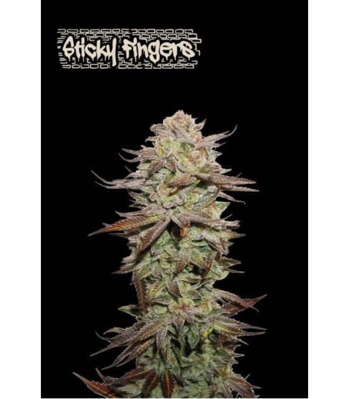 Sticky Fingers Auto - Image 1