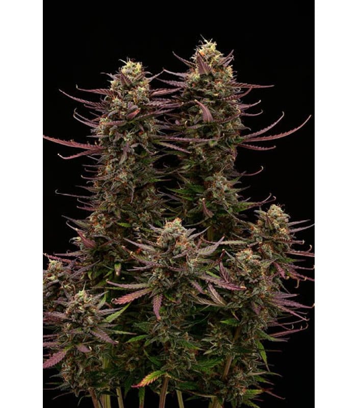 Terp & Tonic Auto - Image 2