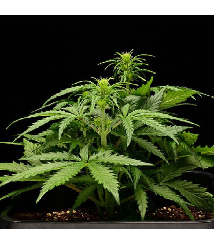 Terp & Tonic Auto - Image 4