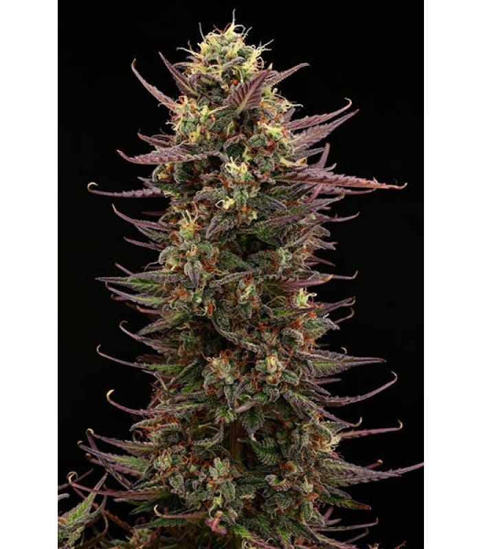 Terp & Tonic Auto - Image 3