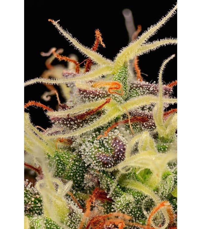 Terp & Tonic Auto - Image 7
