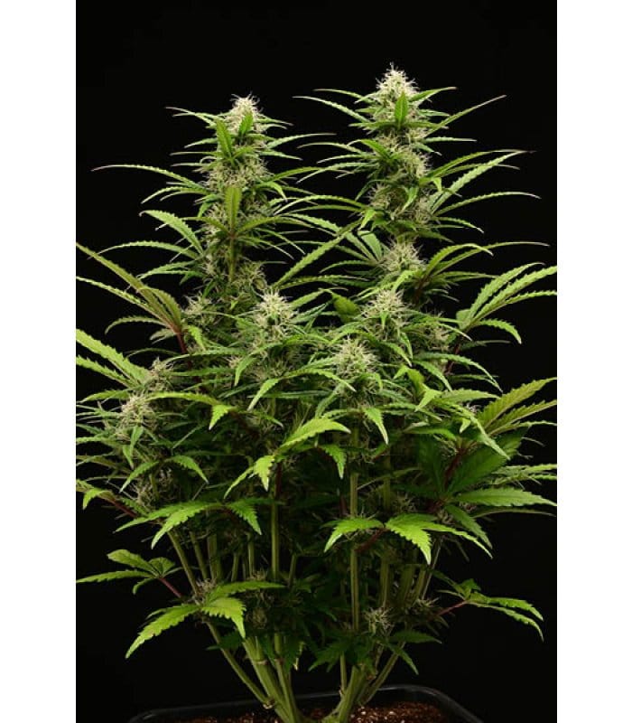 Terp & Tonic Auto - Image 5