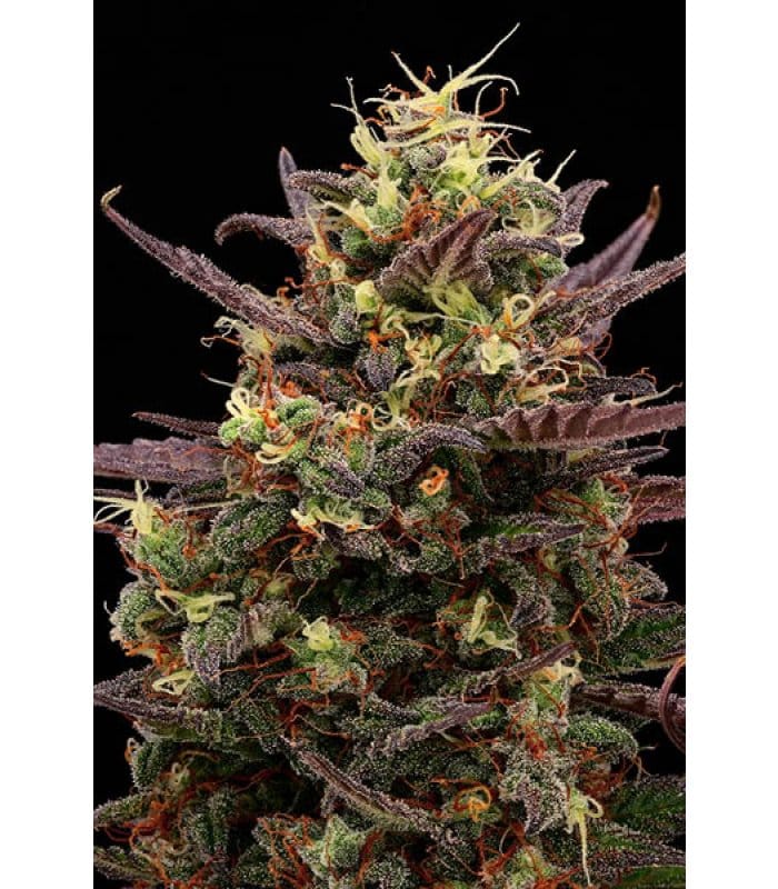 Terp & Tonic Auto - Image 6