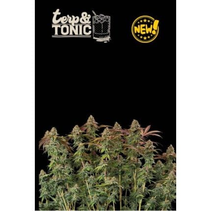 Terp & Tonic Auto