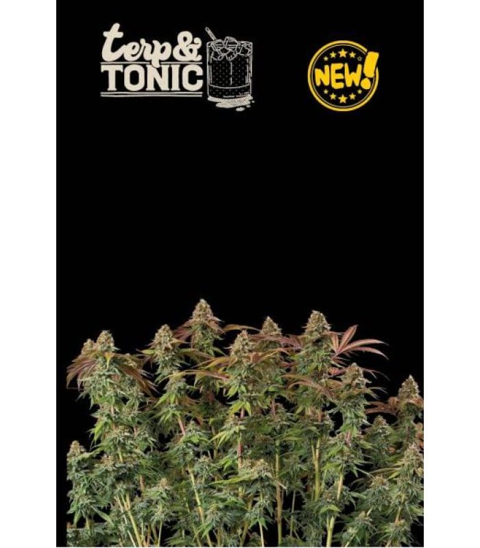 Terp & Tonic Auto - Image 1