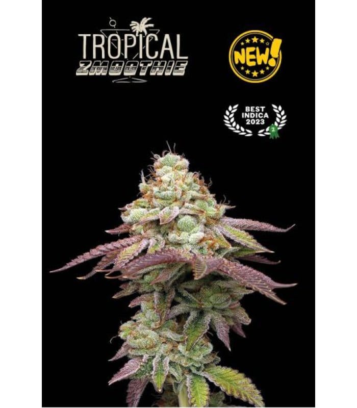 Tropical Zmoothie - Image 1