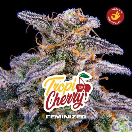 TropiCherry