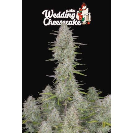 Wedding Cheesecake Auto
