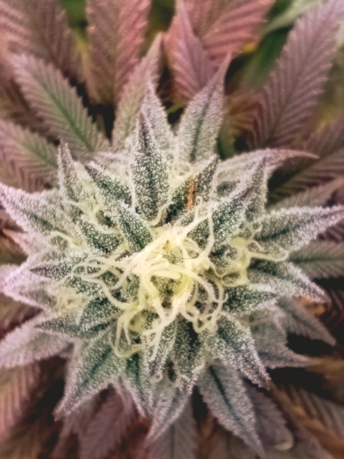 CLIENTES FELICES BY ALEX