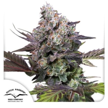 Dutch passion candy bubatz xl