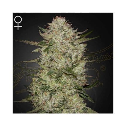 Highcloudz Auto