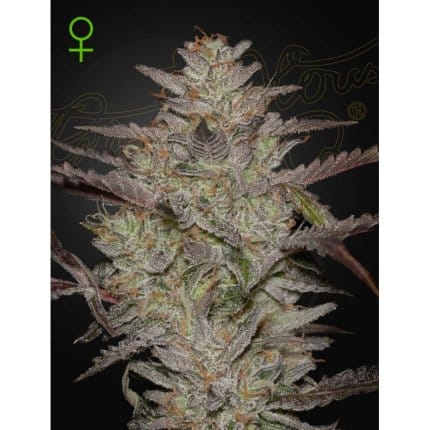 Alienz auto green house seeds (1)