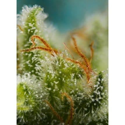 Big devil xl auto (2)