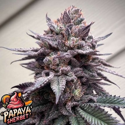 Papaya Sherbet