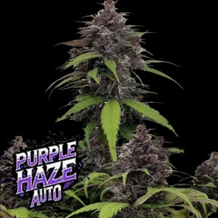 Purple Haze Auto
