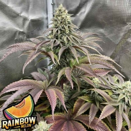Rainbow Melon