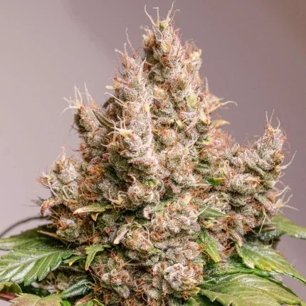 Auto red tropicana cookies (1)