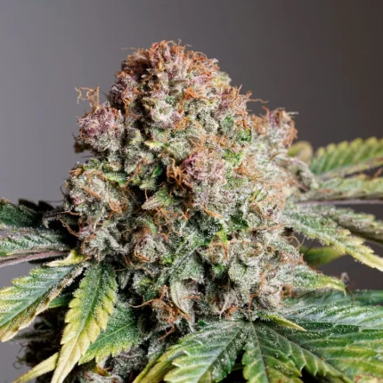 Auto strawberry soda (1)