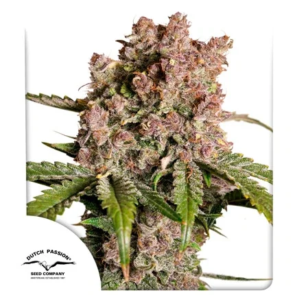 Auto strawberry soda (4)