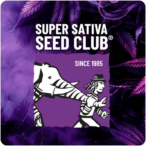 Super sativa seed club