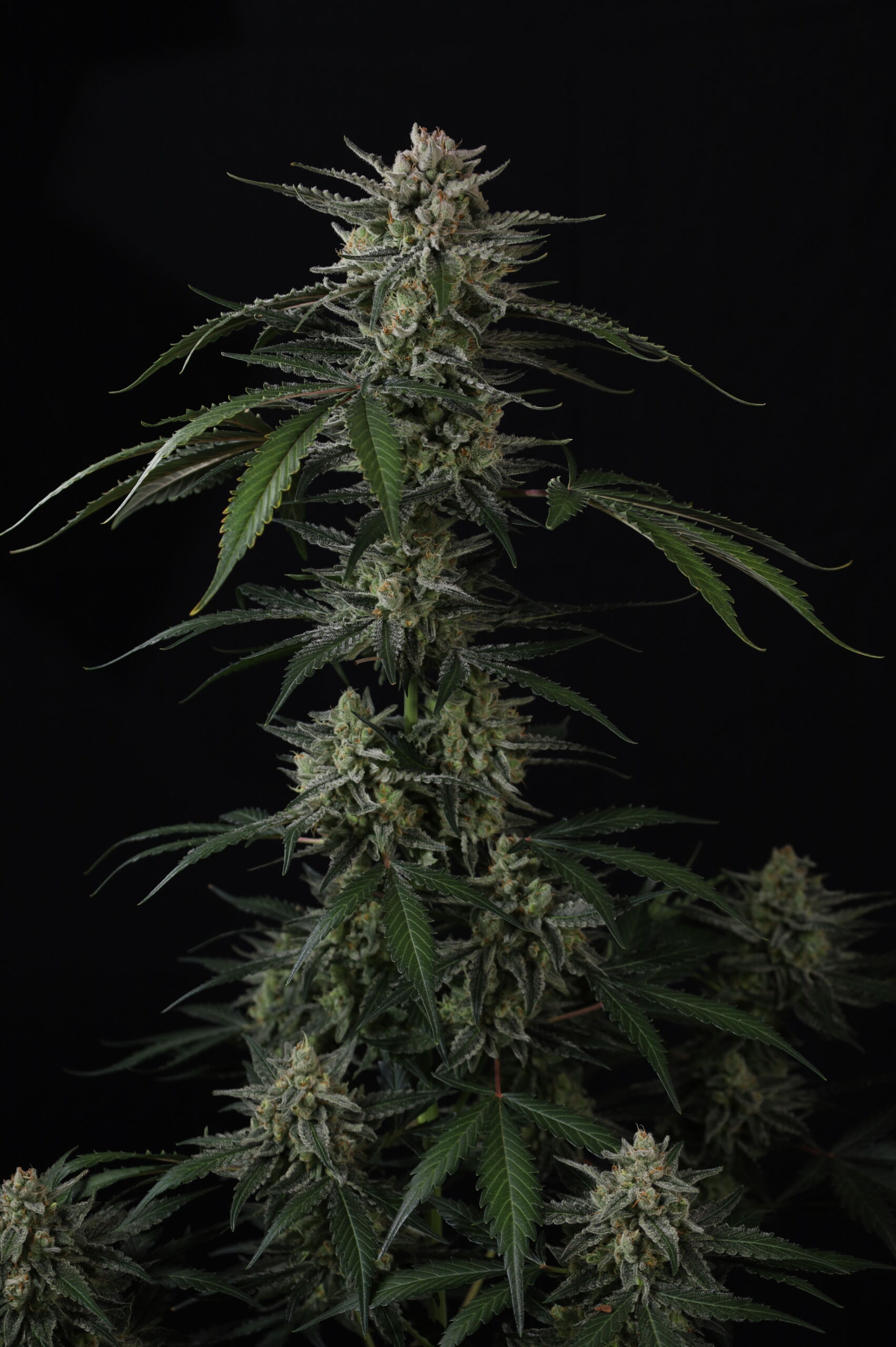 Banana Guava Auto