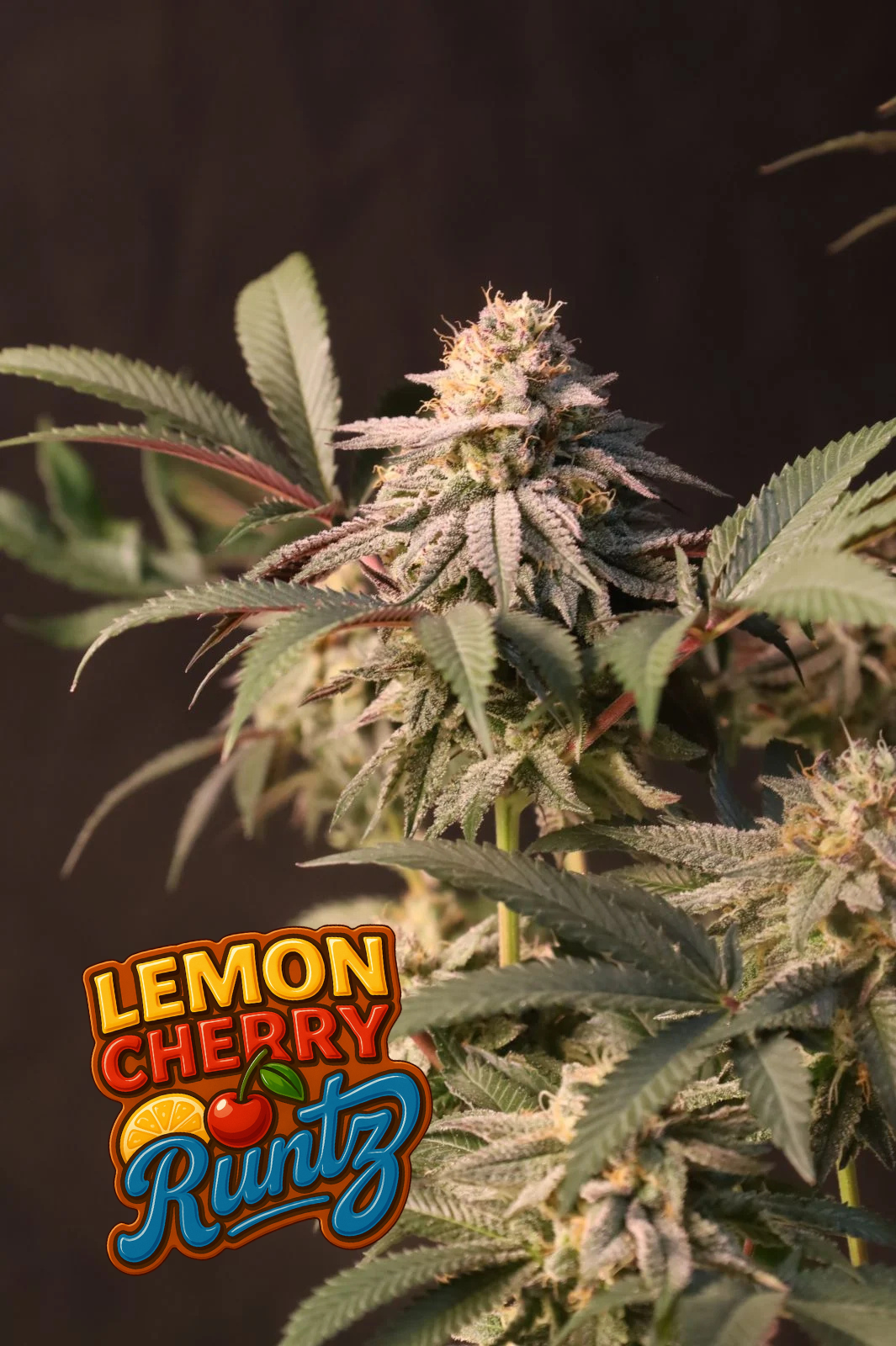 Lemon Cherry Runtz