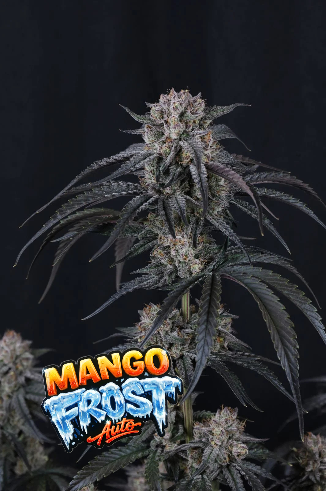 Mango Frost Auto